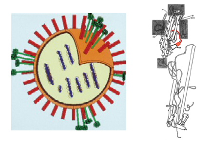 Flu virus and hemagglutinin protein. Viral weak link